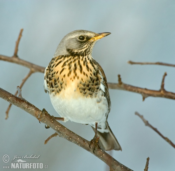 Fieldfare (Turdus pilaris)