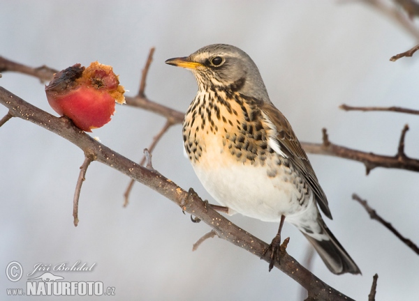 Fieldfare (Turdus pilaris)