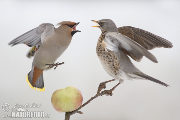 Fieldfare and Bohemian Waxwing (Turdus pilaris)