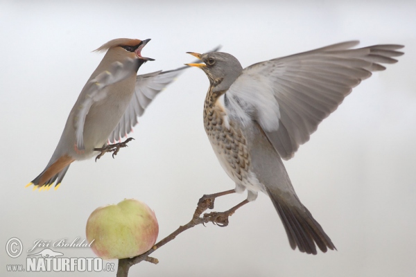 Fieldfare and Bohemian Waxwing (Turdus pilaris)