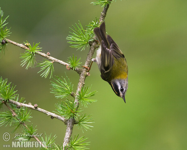 Firecrest (Regulus ignicapillus)