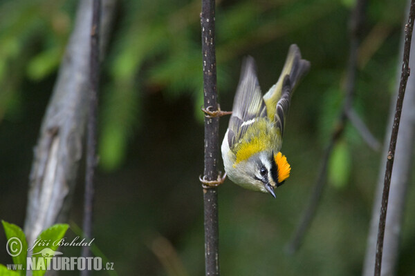 Firecrest (Regulus ignicapillus)