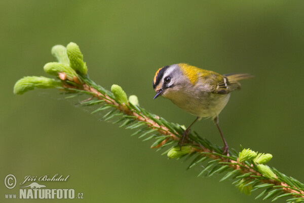 Firecrest (Regulus ignicapillus)