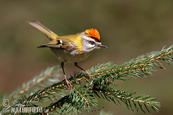 Firecrest (Regulus ignicapillus)