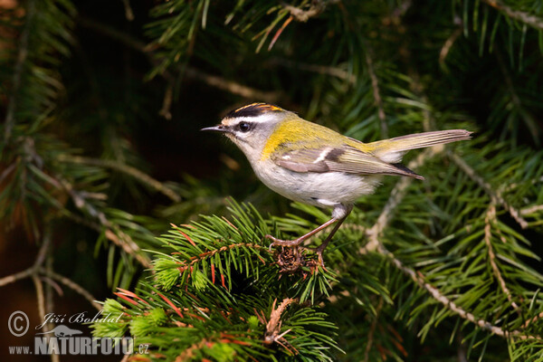 Firecrest (Regulus ignicapillus)