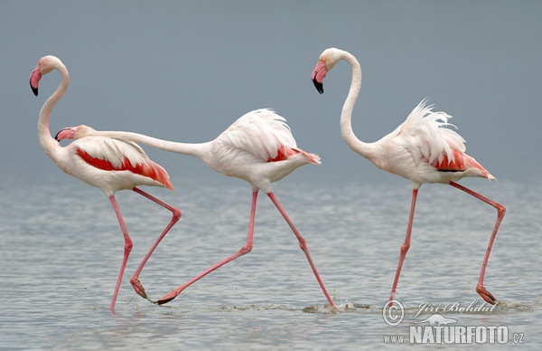 Flamant des Caraïbes