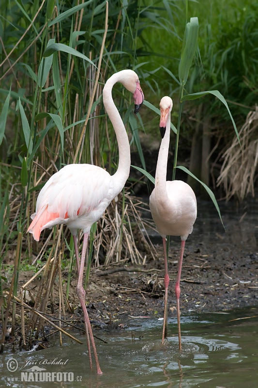 Flamant des Caraïbes