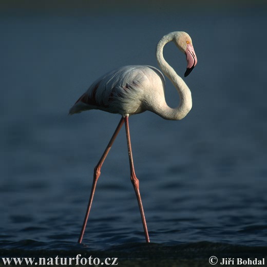 Flamant des Caraïbes