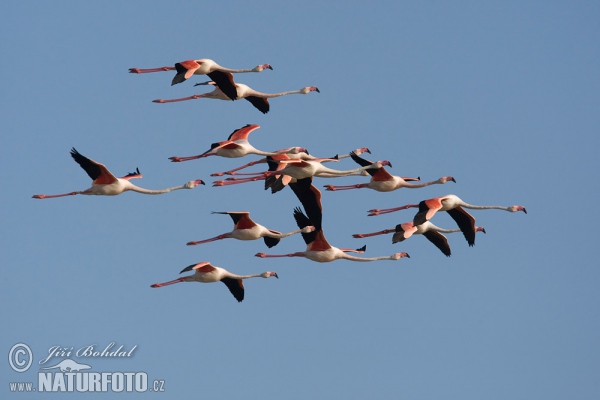 Flamant des Caraïbes