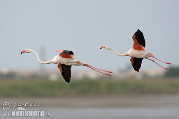 Flamant des Caraïbes