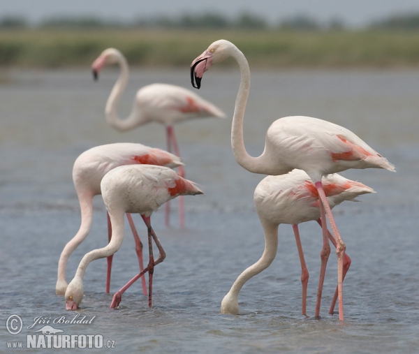 Flamant des Caraïbes