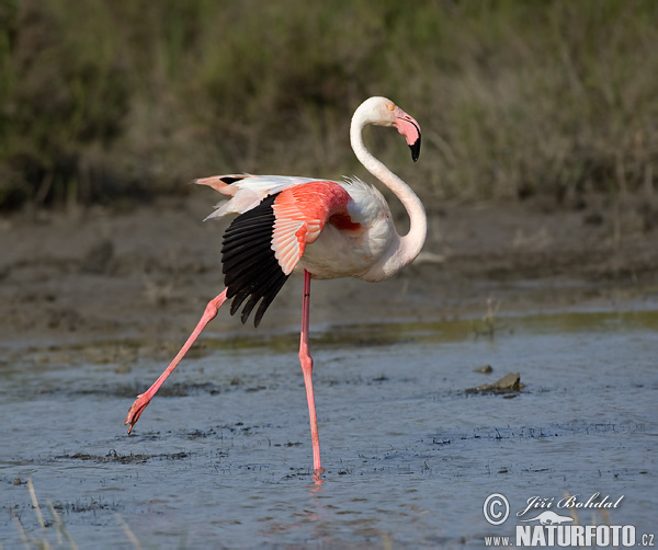 Flamant des Caraïbes