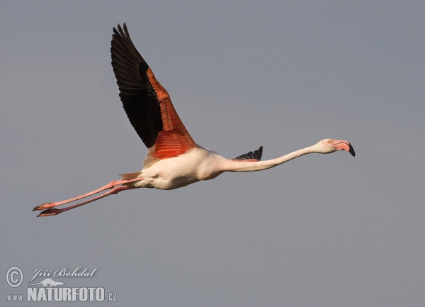 Flamant des Caraïbes