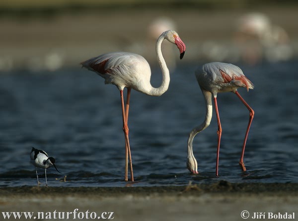 Flamant des Caraïbes