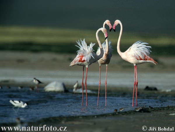 Flamant des Caraïbes