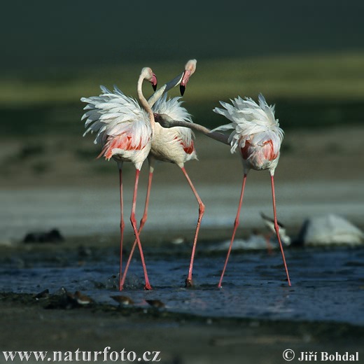 Flamant des Caraïbes