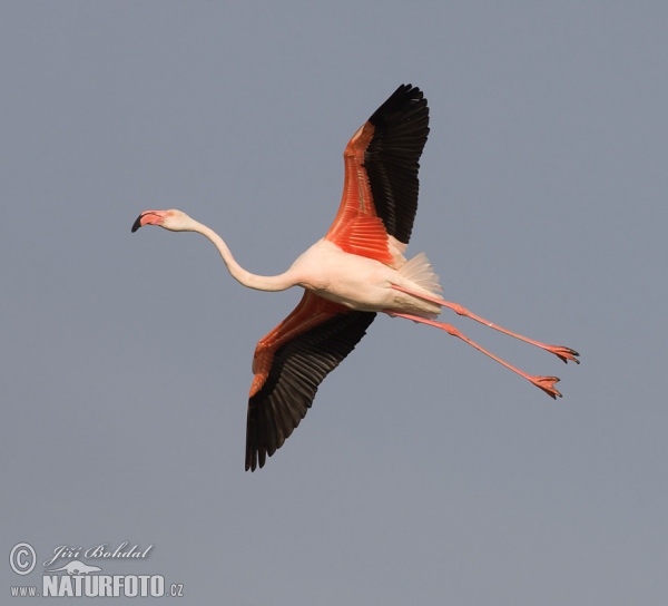 Flamenc del Carib