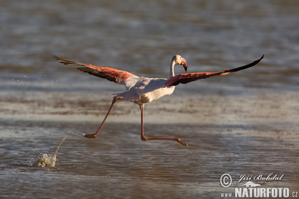 Flamingo