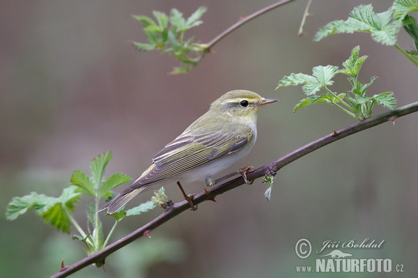 Fluiter vogel