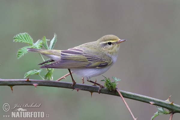 Fluiter vogel