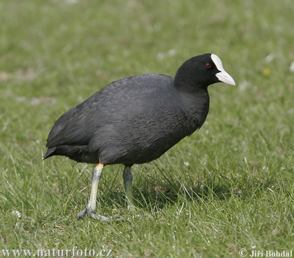 Foulque macroule