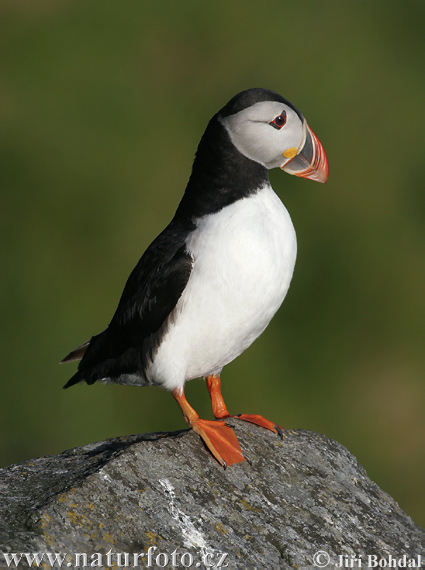 Frailecillo atlántico