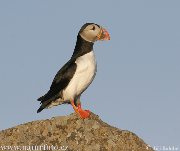 Frailecillo atlántico