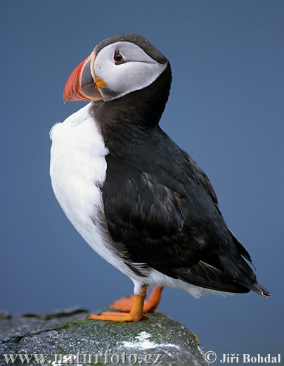 Frailecillo atlántico