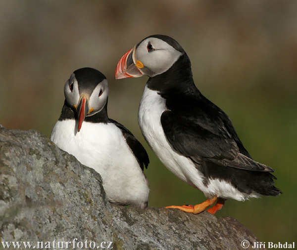 Fratercula arctica