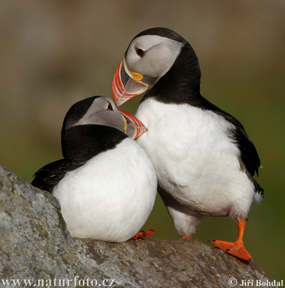 Fratercula arctica