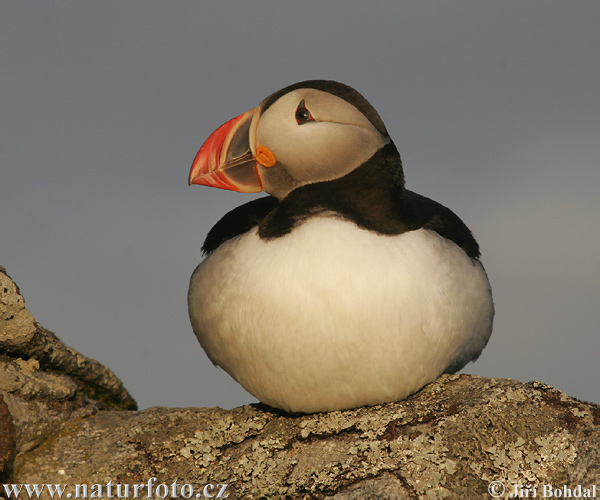 Fratercula arctica