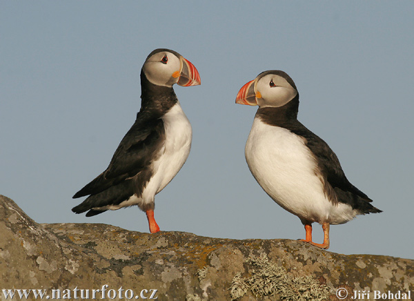 Fratercula arctica