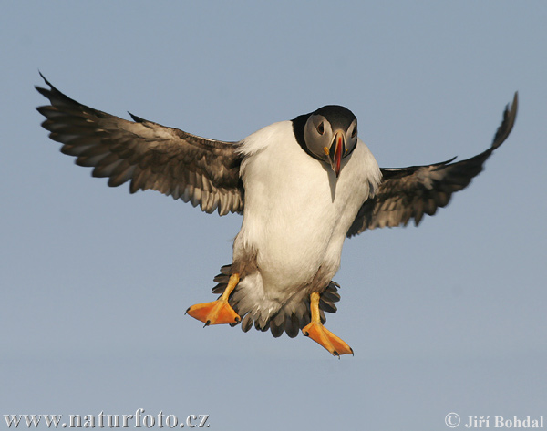 Fratercula arctica