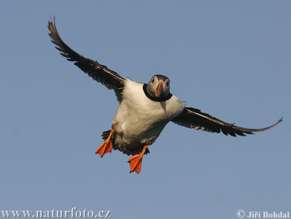 Fratercula arctica