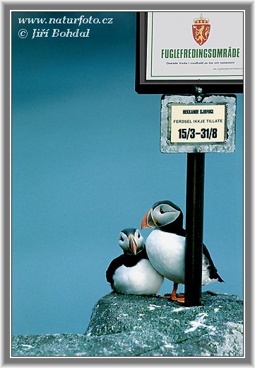 Fratercula arctica