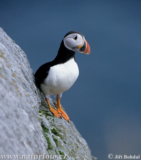 Fratercula arctica