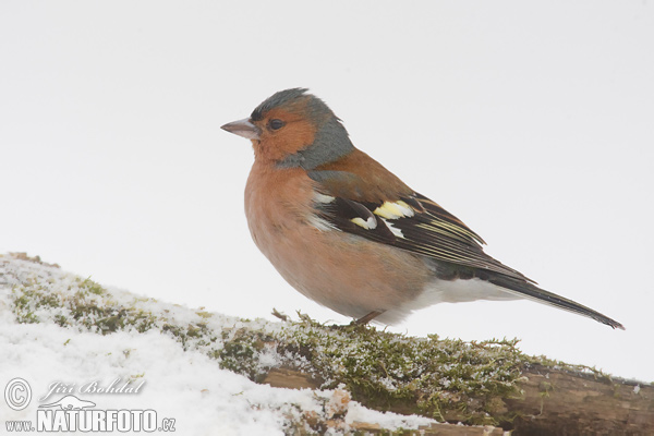 Fringilla coelebs