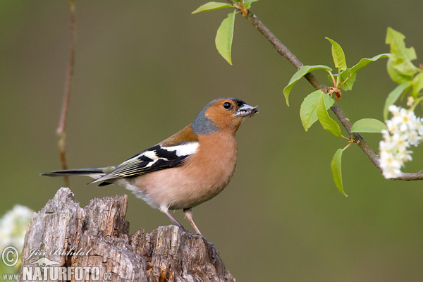 Fringilla coelebs