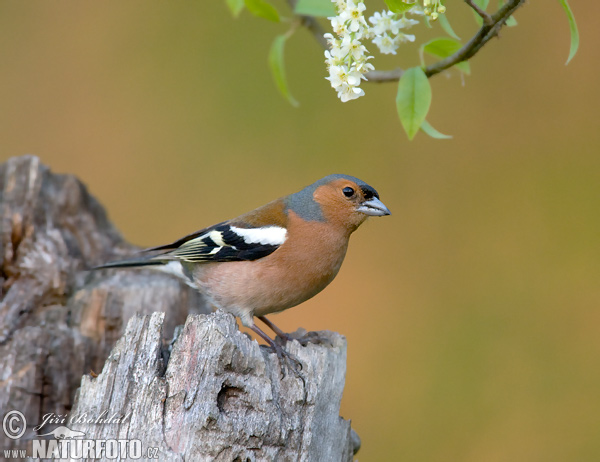 Fringilla coelebs