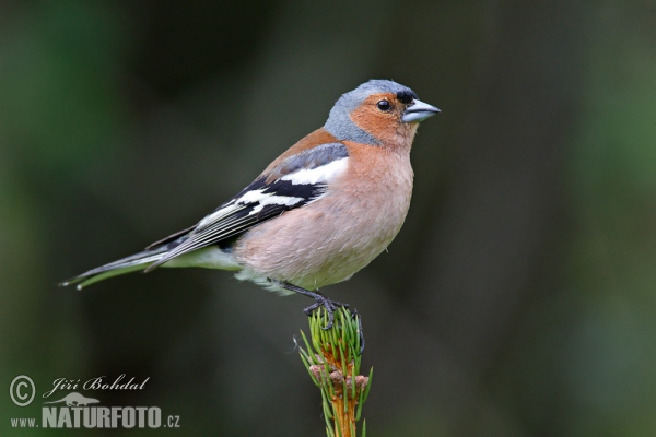 Fringilla coelebs