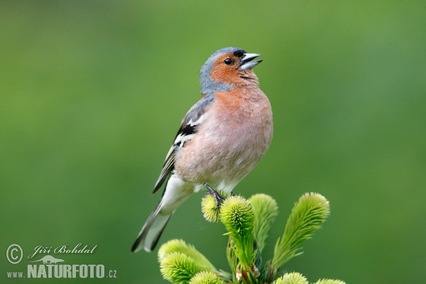 Fringilla coelebs