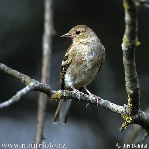 Fringilla coelebs