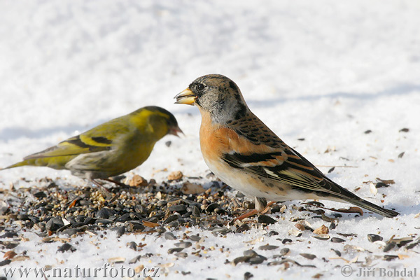 Fringilla montifringilla