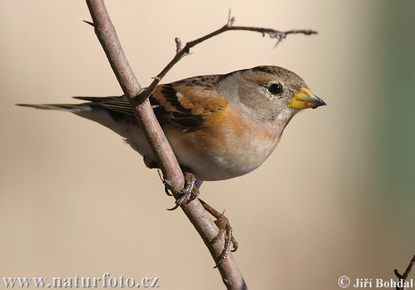 Fringilla montifringilla