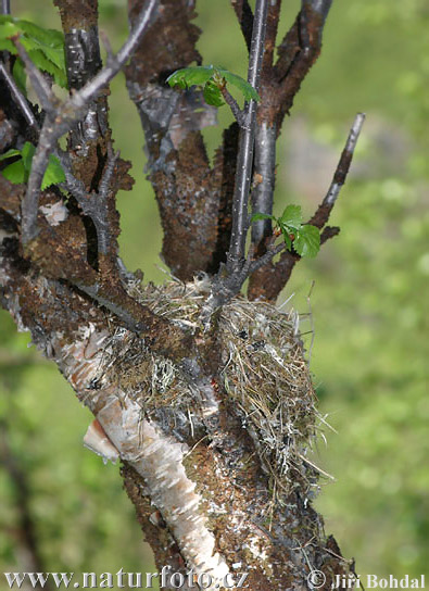 Fringilla montifringilla