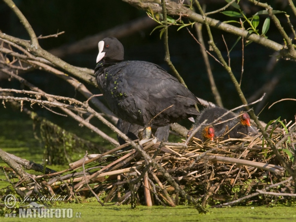 Fulica atra