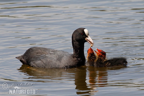 Fulica atra