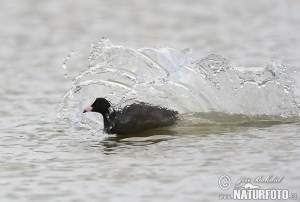 Fulica atra