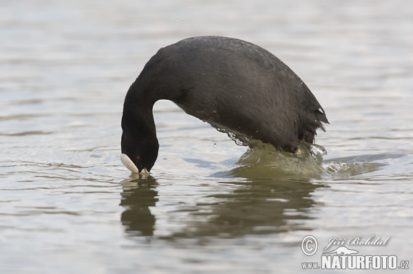 Fulica atra