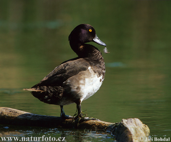 Fuligule morillon